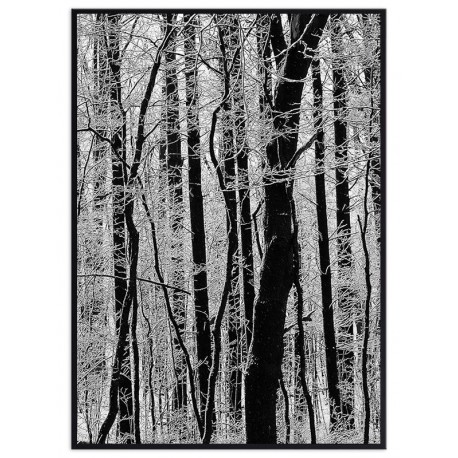 Постер "Forest"
