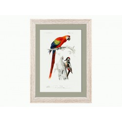 Комплект постеров "Birds"