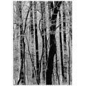 Постер "Forest"