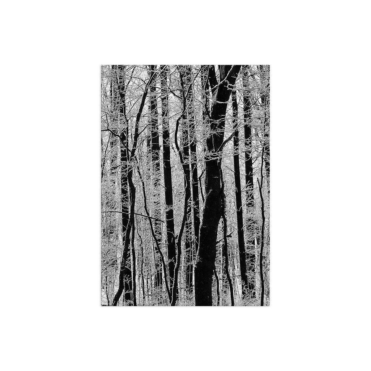 Постер "Forest"