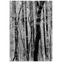 Постер "Forest"