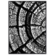 Постер "Tree Stump Rings"