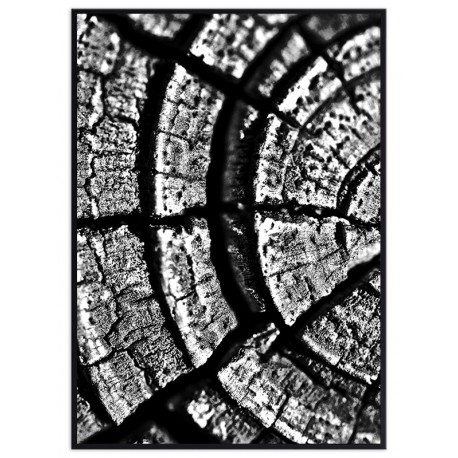 Постер "Tree Stump Rings"