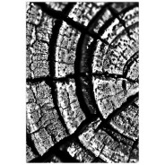 Постер "Tree Stump Rings"