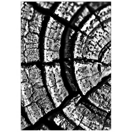 Постер "Tree Stump Rings"