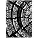 Постер "Tree Stump Rings"