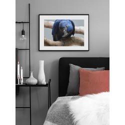 Постер "Синий попугай"