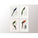 Комплект постеров "Birds"