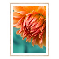 Постер "Оранжевая георгина"