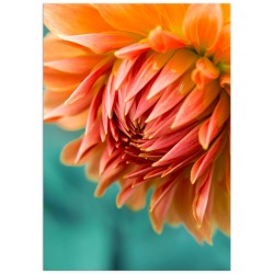 Постер "Помаранчева жоржина"