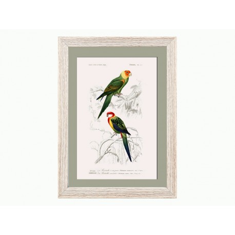 Комплект постеров "Birds"