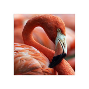 Постер "Flamingo"