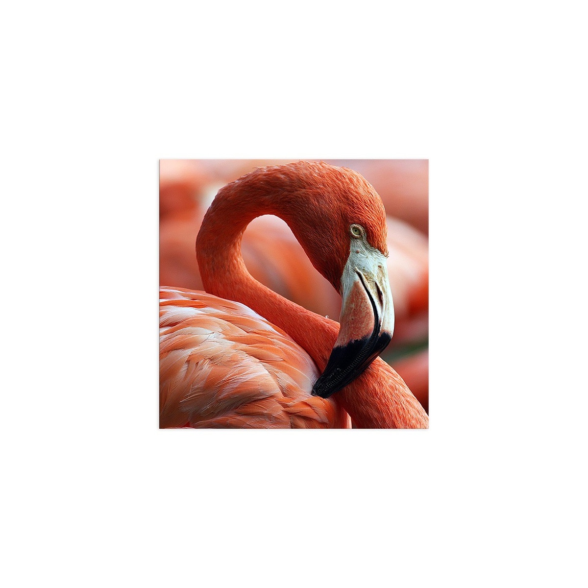 Постер "Flamingo"