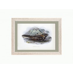 Комплект постерів "Birds"