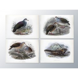 Комплект постеров "Birds"