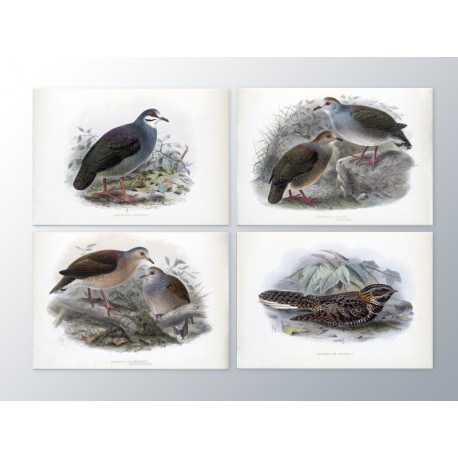 Комплект постерів "Birds"