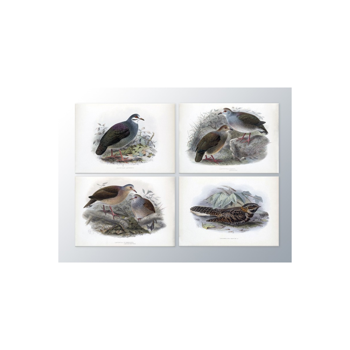 Комплект постерів "Birds"