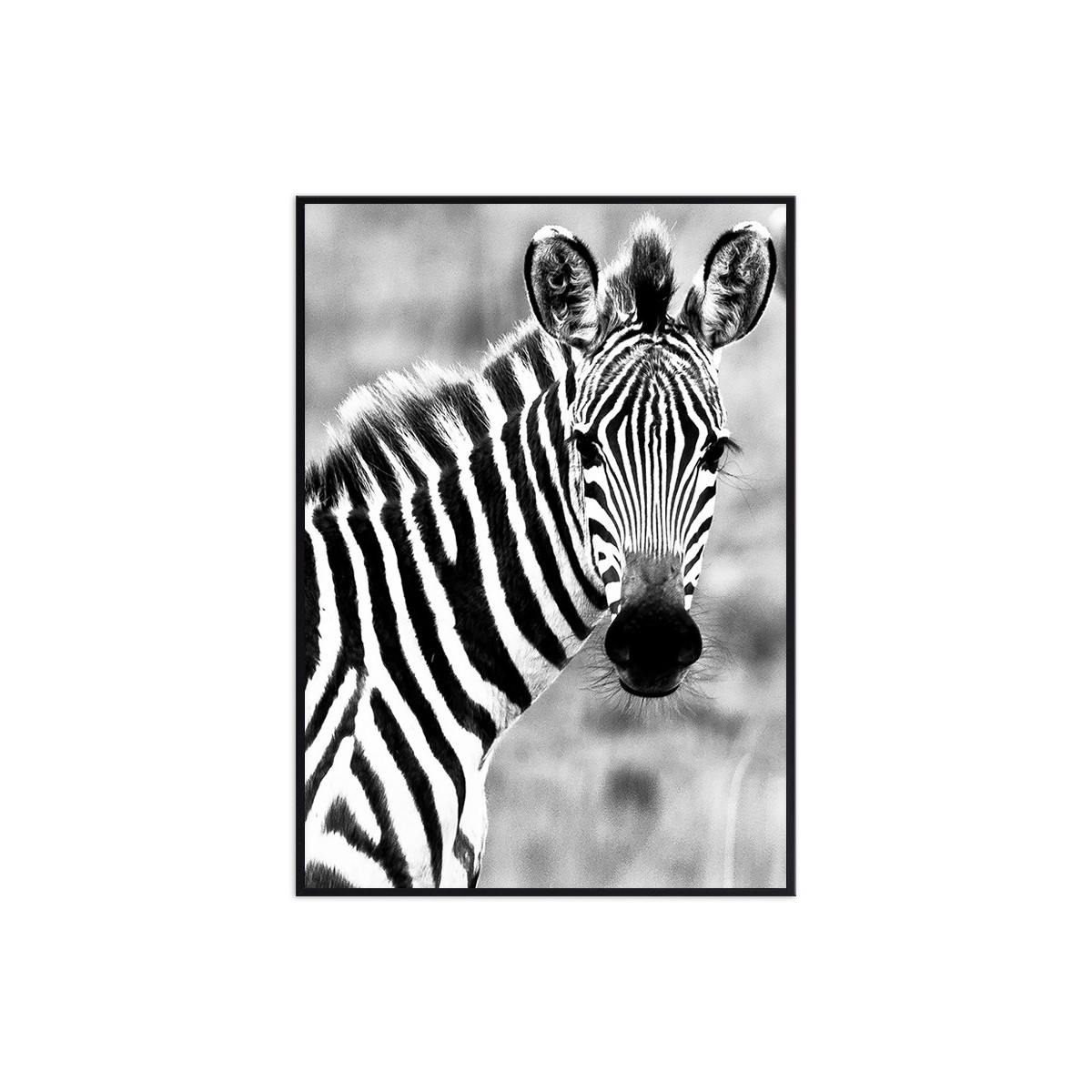 Постер в рамке "Zebra"