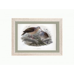 Комплект постеров "Birds"