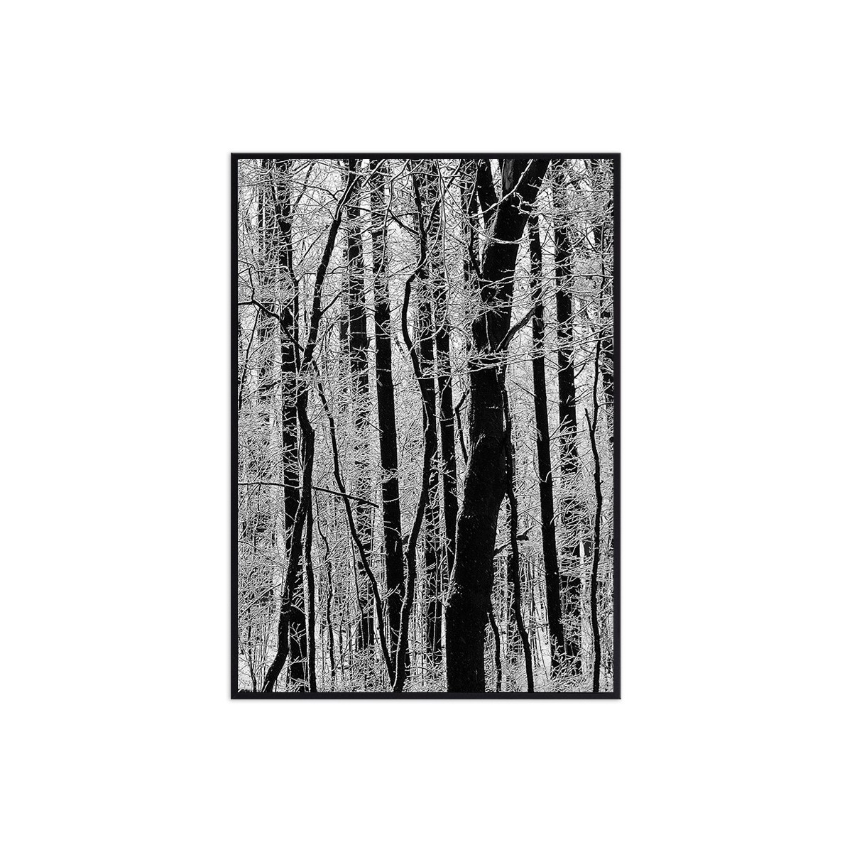 Постер в рамке "Forest"
