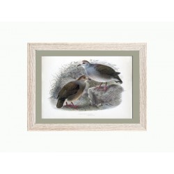 Комплект постерів "Birds"