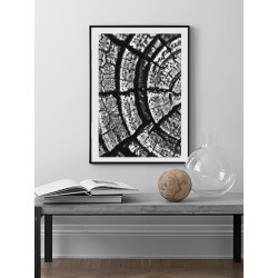 Постер в рамці "Tree Stump Rings"