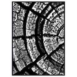 Постер в рамке "Tree Stump Rings"