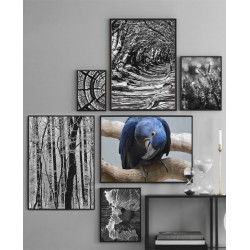 Комплект постеров "Синий папугай"