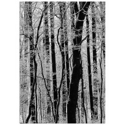 Комплект постеров "Синий папугай"