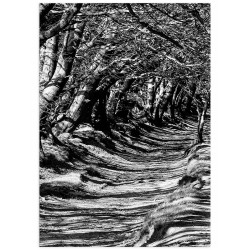 Комплект постеров "Синий папугай"