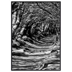 Комплект постеров в рамках "Blue parrot"