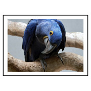 Комплект постеров в рамках "Blue parrot"