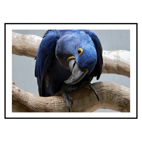 Комплект постеров в рамках "Blue parrot"