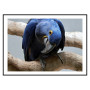 Комплект постерів в рамках "Blue parrot"