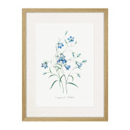 Комплект постеров в рамках "Flowers. Botany"