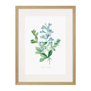 Комплект постеров в рамках "Flowers. Botany"