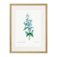 Комплект постеров в рамках "Flowers. Botany"