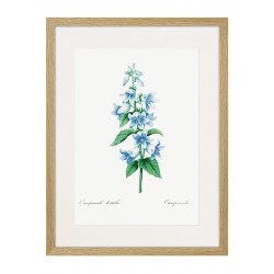 Комплект постеров в рамках "Flowers. Botany"