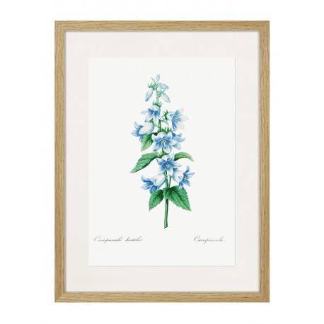 Комплект постеров в рамках "Flowers. Botany" Комплект постеров в рамках "Flowers. Botany"