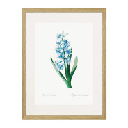 Комплект постеров в рамках "Flowers. Botany"