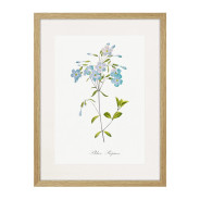 Комплект постеров в рамках "Flowers. Botany"
