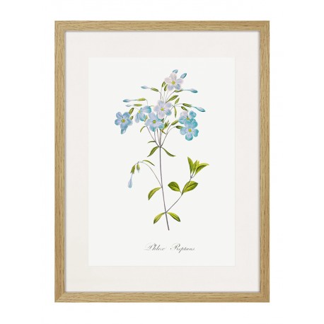 Комплект постеров в рамках "Flowers. Botany" Комплект постеров в рамках "Flowers. Botany"