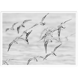 Комплект постерів в рамках "Free"