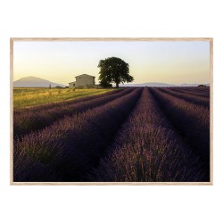 Постер в рамке "Provence France"