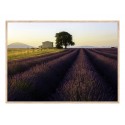 Постер в рамке "Provence France"