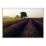 Постер в рамке "Provence France"