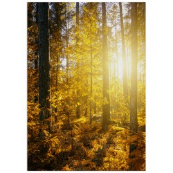 Постер "Сонячний ліс"