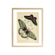 Комплект постерів "Butterflies"