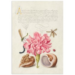 Постер "Botany. Flowers"