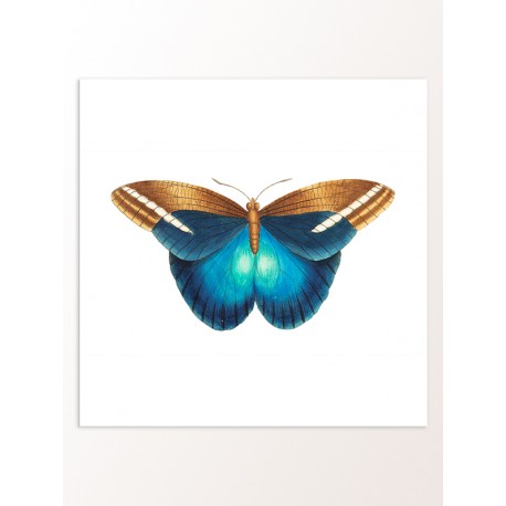 Постер "Botany. Butterflies"